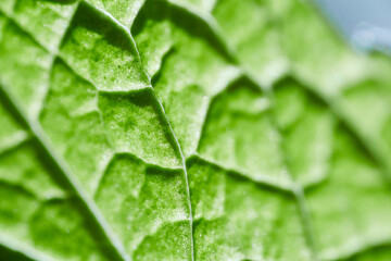 Vibrant Green Leaf Texture and Vein Macro Detail