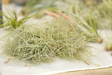 Green tillandsia air plants on a white background