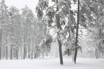 Pines in the winter forest covered with white snow.