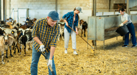 Young male farmer in plaid shirt feeding domestic animals with hay organic food on goat farm. Meat...