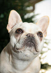 Portrait of French bulldog puppy