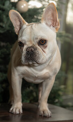 Portrait of French bulldog puppy