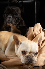 sleepy puppy French bulldog with sister