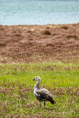 Magellan goose, Cauquén común.