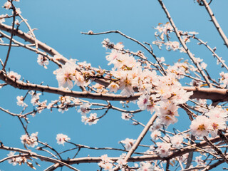 Almond Flowers in the new spring season