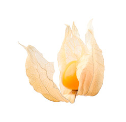 Ripe physalis fruit with calyx isolated on white