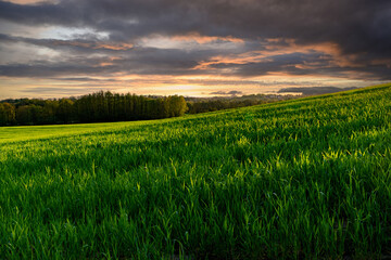 Green spring sown field and sunset sky	
