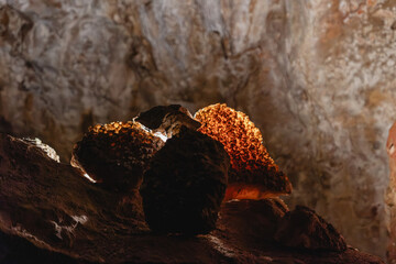 Unique calcite formations in Jewel Cave National Monument called 