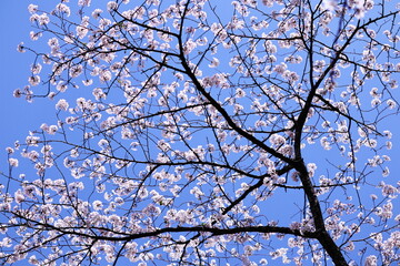 青空に映える桜