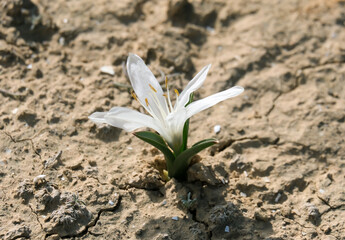 Flowering of colchicium (Lat. - Colchicum Ritchii) in the Negev desert - obrazy, fototapety, plakaty
