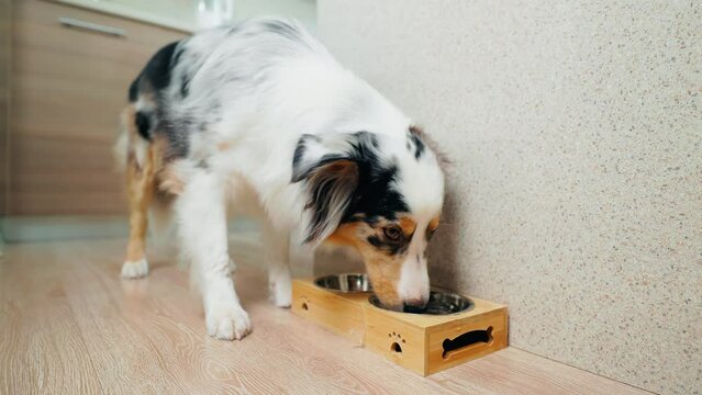 Aussie Shepherd's mealtime routine at home, dining from a specially designated dog plate
