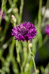 Purple cornflower, aciano violeta.