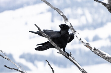 Common raven perched on a branch.