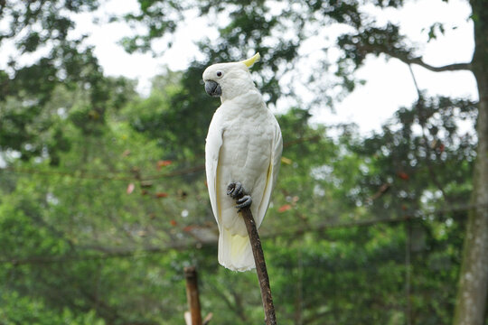 White cockatoo (Cacatua goffiniana) known as kakatua tanimbar perched on a branch. It's protected animal.
