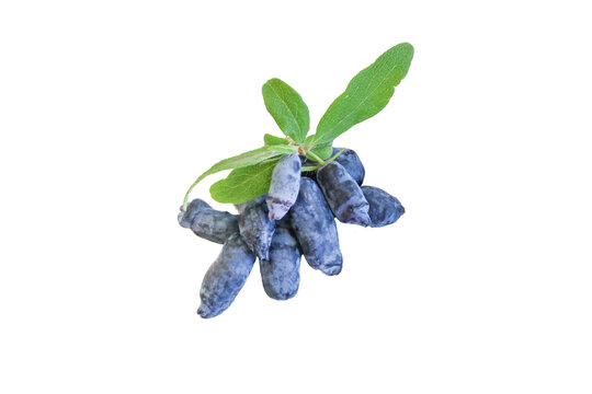 Honeyberries in white background