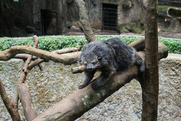 The Binturong (Arctictis binturong) sleeping on a tree trunk in the zoo, also known as the bearcat,  a viverrid native to South and Southeast Asia