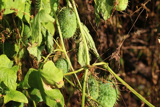 The spiny green fruits of the wild plant Echinocystis lobata