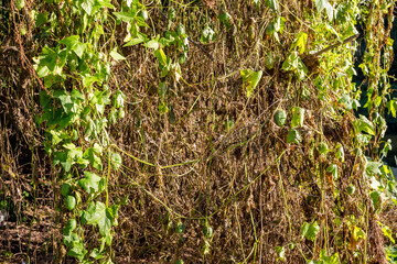 Overgrown thickets of climbing wild plant Echinocystis in nature