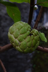 a fruit with the scientific name Annona squamosa which is still on the tree, a fruit that comes from the tropics.
