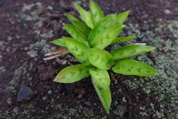 a plant with the scientific name calathea leopardina which grows on the ground in the yard