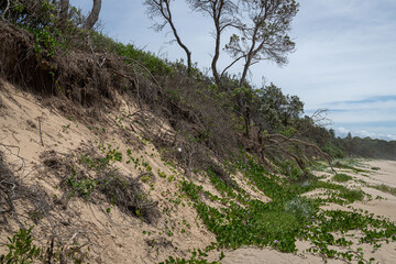 Erosion of Banks and Dunes Near Woolgoolga, NSW