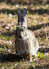 Wild European Rabbit (Oryctolagus cuniculus) in Casa de Campo, Madrid, Spain