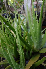 A aloe vera plants that thrive in pots in the yard, which can be used to treat hair.