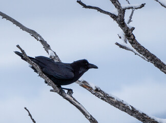 Raven on a branch