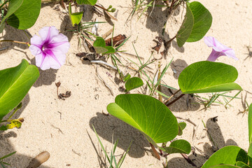 Beach Morning Glory Blossoming On Australian Sand Dunes