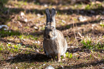 Wild European Rabbit (Oryctolagus cuniculus) in Casa de Campo, Madrid, Spain