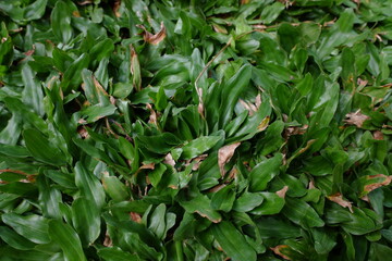 A Axonopus is a genus of plants in the grass family, commonly known as carpet grasses.  They are native mainly to the tropical and subtropical regions of the Americas with one species in tropical Afri