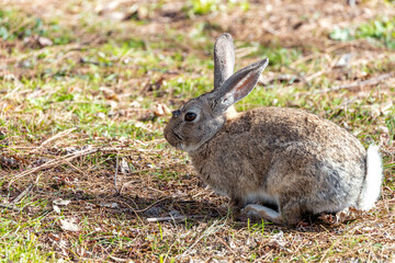 Wild European Rabbit (Oryctolagus cuniculus) in Casa de Campo, Madrid, Spain