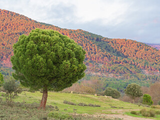 Sotillo de la adrada