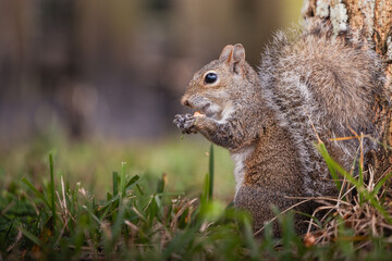 Naklejka na ściany i meble Young Squirrel Enjoying a Snack in a Backyard