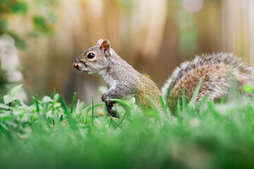 Profile View of a Young Squirrel in Backyard