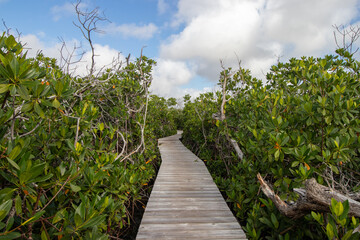 Fototapeta na wymiar Boardwalk through the mangroves