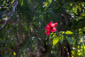 red flower in a garden