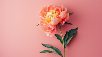 pink peony isolated on pink background 