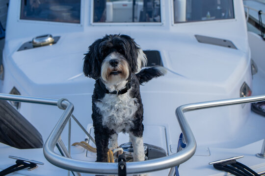 dog on the bow of the boat