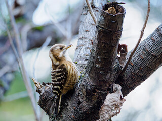 エサをゲットしたコゲラくん