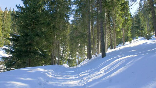Snowdrift Path Through The Forest