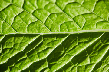 Vibrant Green Leaf Vein Patterns - Macro Detail