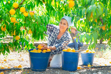 Woman farmer picks ripe peaches in the garden. Harvesting peaches in the orchard