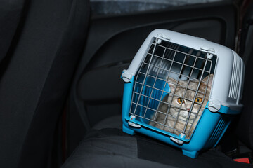 Travel with pet. Cute cat in carrier inside car