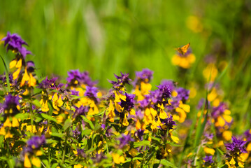 green summer background, photo shows meadow flowers and green grass