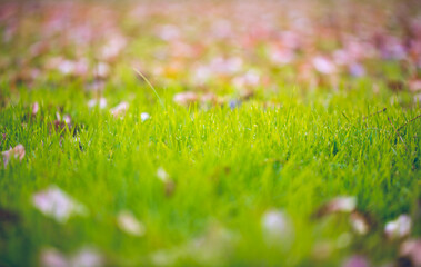 Beautiful summer landscape with field of grass and sunlight in morning. Background outdoor nature with sunbeams. Backdrop copy space for addvertise banner design art work.