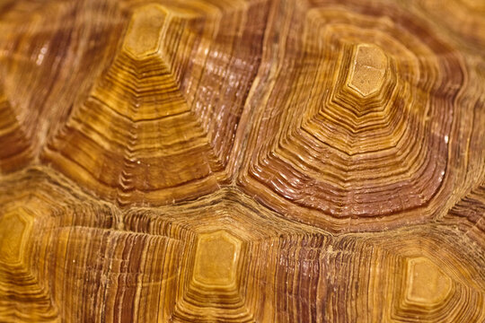Intricate Turtle Shell Texture Close-Up