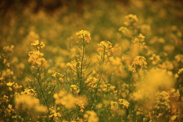 The Golden Canola Fields of China.
The rapeseed flowers are in full bloom, Luoping becomes an ocean of golden flowers and attracts photography enthusiasts from home and abroad.
Yunnan,China 