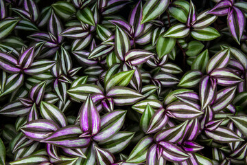 Fototapeta premium Fresh Green plant leaf for background. Green Christmas backdrop for design art work or add text message.