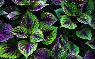 Fresh Green plant leaf for background. Green Christmas backdrop for design art work or add text message.